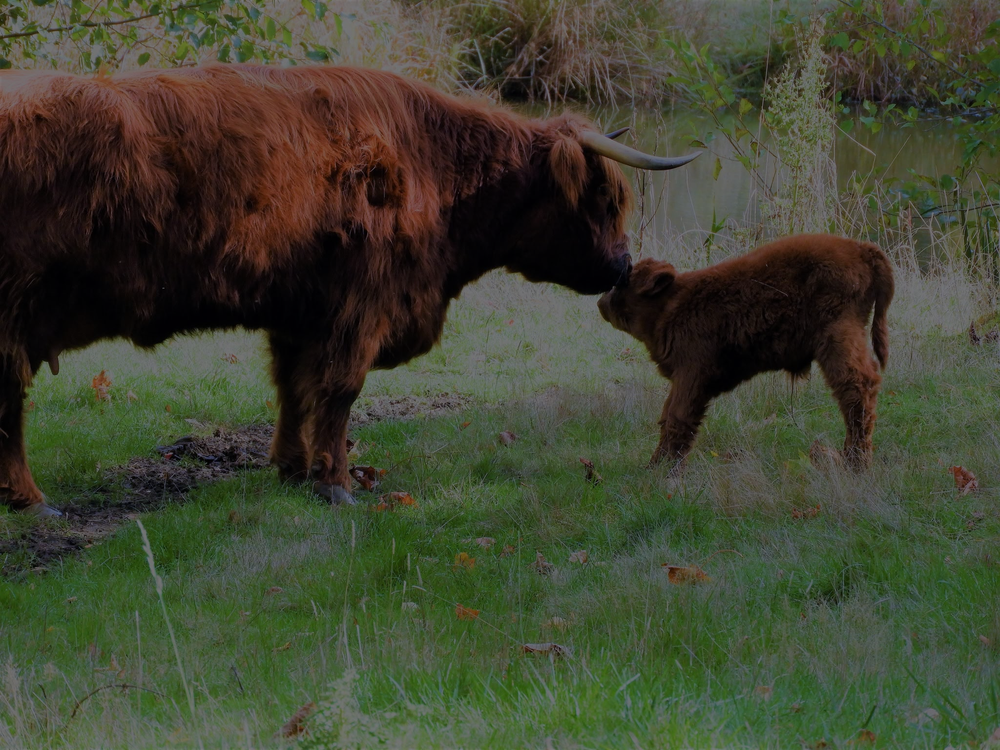 FERNHOLLOW FARMS